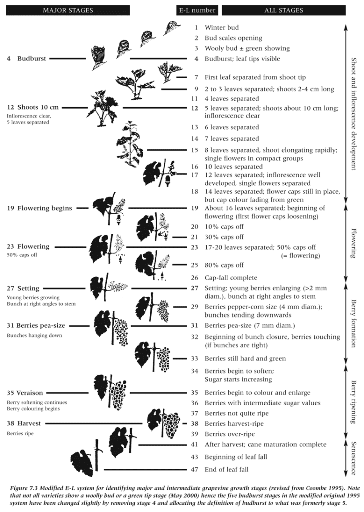 Diagram illustrating bud break development in grapevines