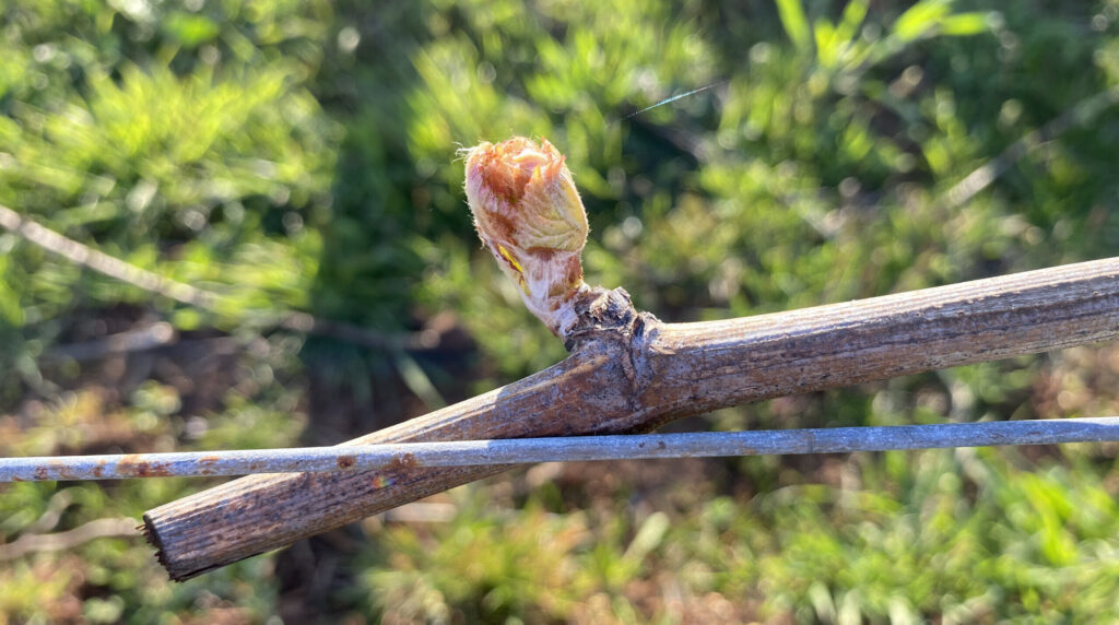 Bud break beginning on grapevines at Knudsen Vineyards