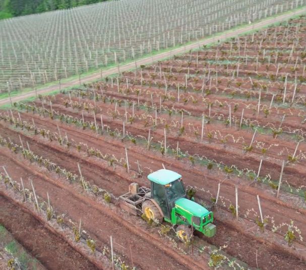 LIVE and Salmon Safe certifications at Knudsen Vineyards